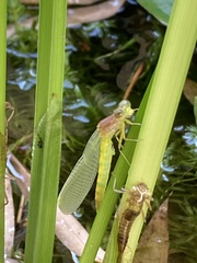 Ceriagrion melanurum
