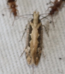 Ornativalva erubescens