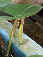 Ceriagrion melanurum