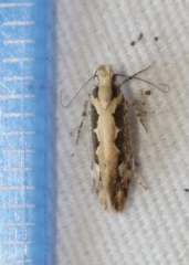 Ornativalva erubescens
