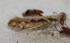 Ornativalva erubescens