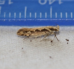 Ornativalva erubescens