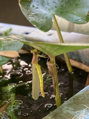 Ceriagrion melanurum