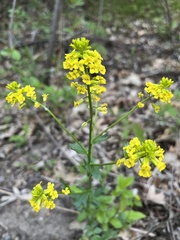 Barbarea vulgaris