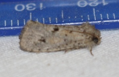 Acrolophus popeanella