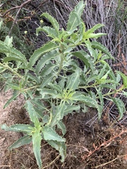 Penstemon spectabilis
