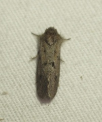 Acrolophus popeanella