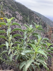 Penstemon spectabilis