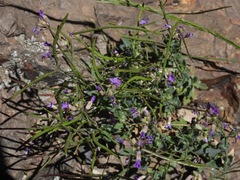 Boechera breweri