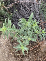 Penstemon spectabilis
