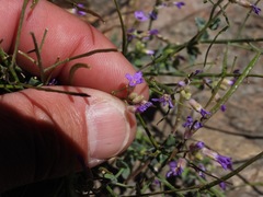 Boechera breweri