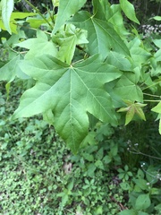 Liquidambar styraciflua