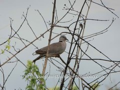 Streptopelia decipiens