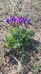 Oxytropis grandiflora
