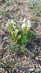 Oxytropis varlakovii