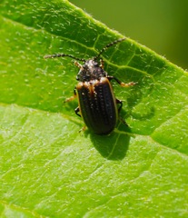 Microtheca ochroloma