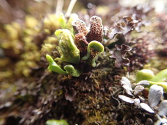 Notogrammitis crassior