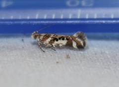 Aristotelia elegantella