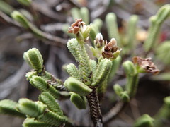 Veronica tetrasticha