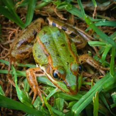 Pelophylax perezi