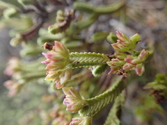 Veronica tetrasticha
