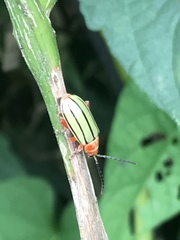 Disonycha quinquelineata