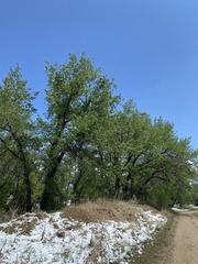 Populus deltoides monilifera