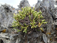 Veronica tetrasticha