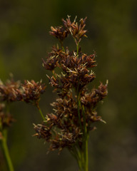 Rhynchospora elliottii