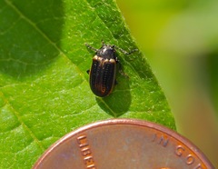 Microtheca ochroloma