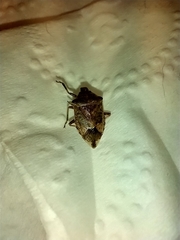 Podisus serieventris