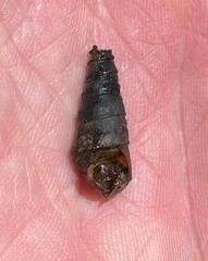 Pleurocera pyrenella