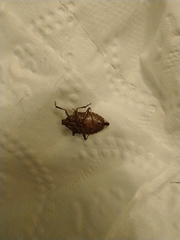 Podisus serieventris