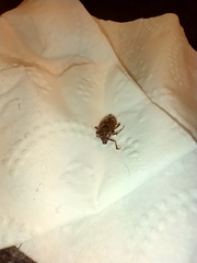 Podisus serieventris