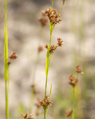 Rhynchospora elliottii