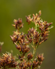 Rhynchospora elliottii