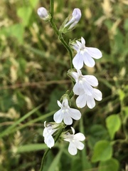 Lobelia appendiculata