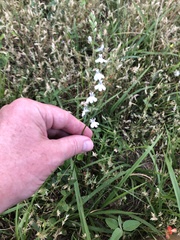 Lobelia appendiculata