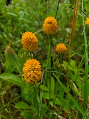 Polygala lutea
