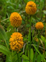Polygala lutea