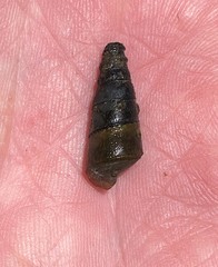 Pleurocera pyrenella