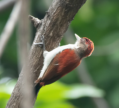 Dryobates callonotus