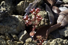 Chorizanthe breweri