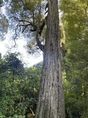 Dacrycarpus dacrydioides