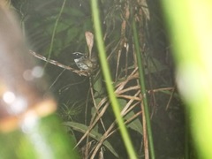 Myrmoderus loricatus