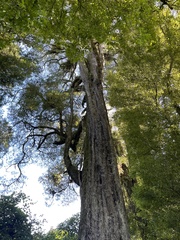 Dacrycarpus dacrydioides