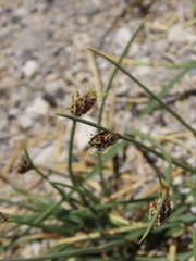 Amphiscirpus nevadensis