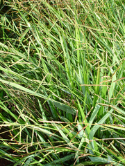 Paspalum orbiculare