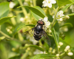 Eristalis saxorum