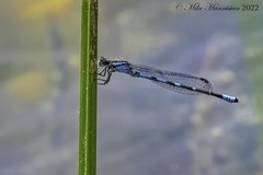 Enallagma recurvatum